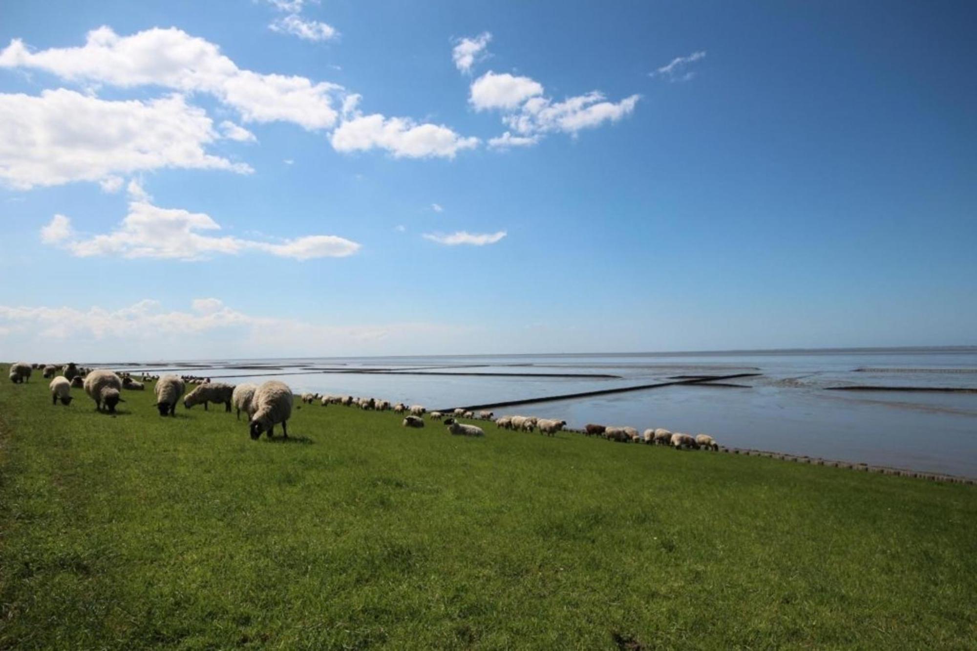 Große Nordseewelle ohne Hund - a17086 Norden Exterior foto